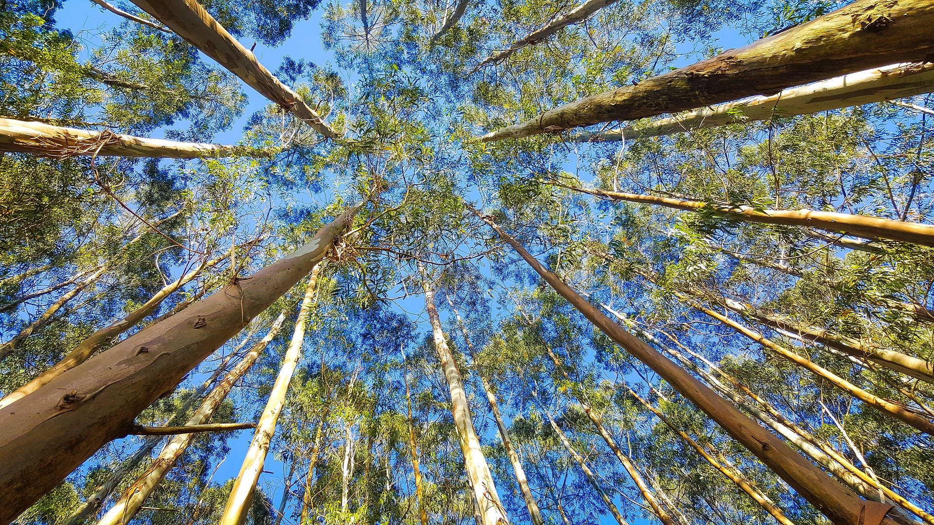 Preservação Ambiental: O Compromisso Vital com o Nosso Planeta